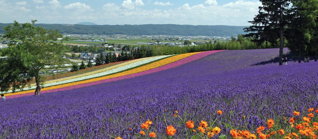 ファーム富田（富良野）｜ラベンダー畑と色鮮やかな花畑