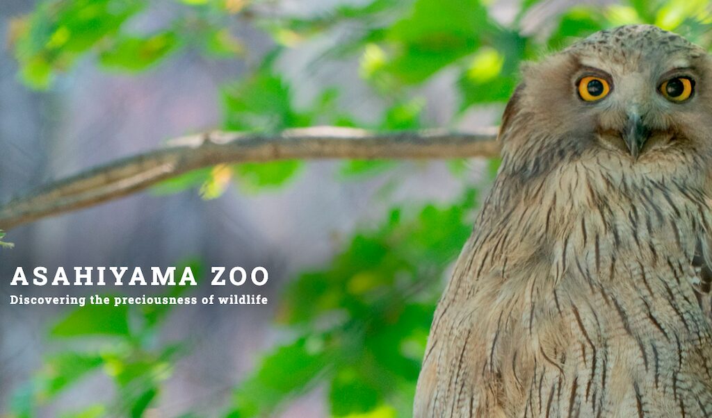 旭山動物園（旭川）｜動物たちの自然な姿を間近で観察